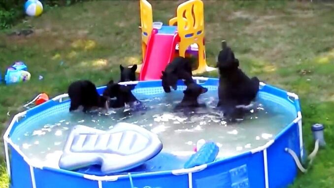 BearsInPoolNewsStory.jpg