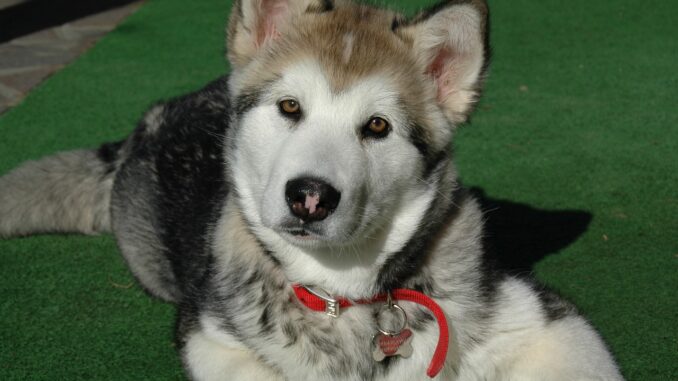 dog-997448_1280.jpg