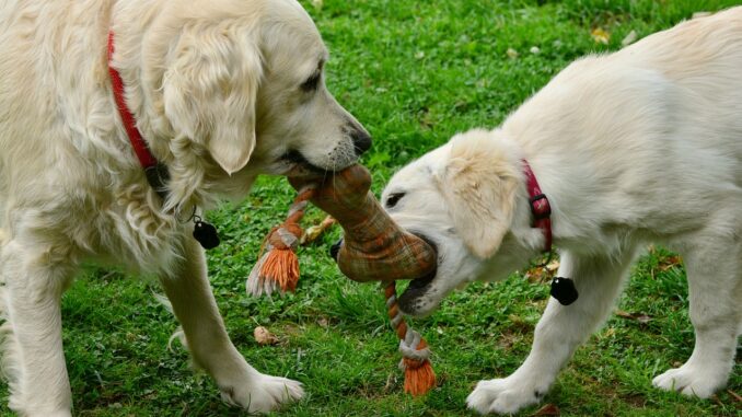 dogs-2556820_1280.jpg