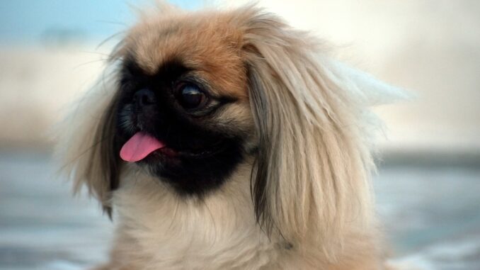 pekingese-2719513_1280-1.jpg