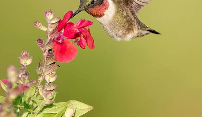 ruby-throated-hummingbird-male-2.jpg