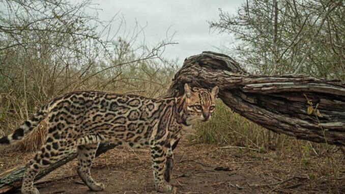 0_ocelot_BANNER-IMAGE-768x512-1.jpg