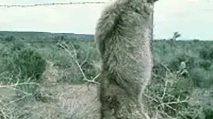 Coyote-on-fence-in-Oregon-George-Wuerthner.jpg