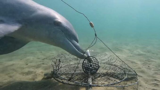 Dolphins-raiding-crab-pots-Supplied-by-Dolphin-Discovery-Centre.jpg