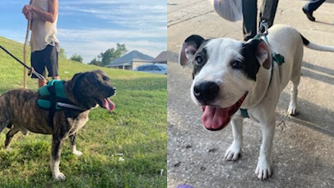 GOODS-Tulsa-Homeless-Pets.jpg