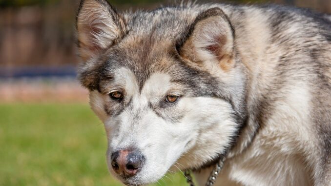 animal-7637672_1280.jpg