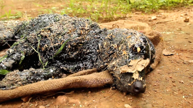 animal-aid-tar-fin.jpg