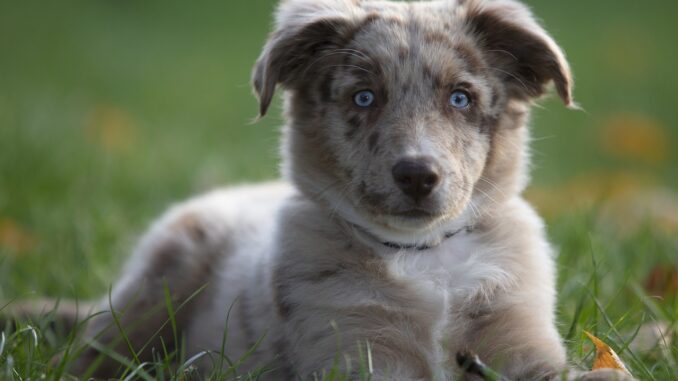 australian-shepherd-5773399_1280.jpg