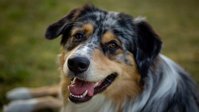 australian-shepherd-5829196_1280-1.jpg