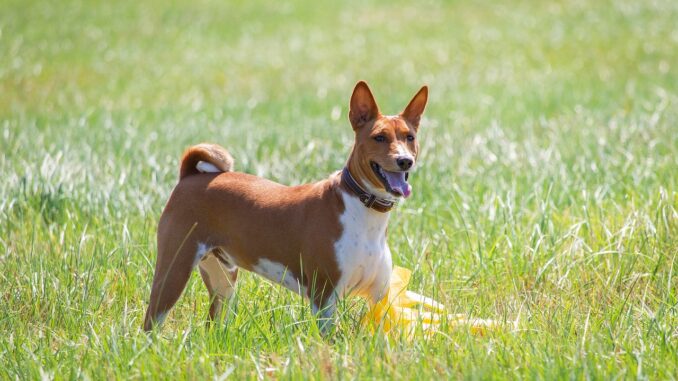 basenji-7043700_1280-1.jpg