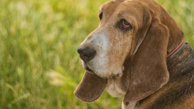 basset-hound-8108931_1280.jpg