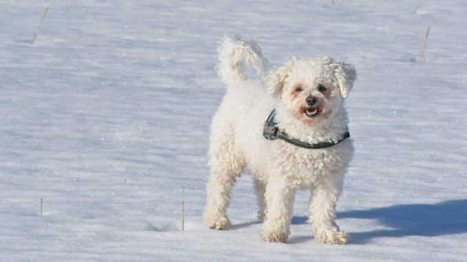 bichon-frise-4016166_1280.jpg