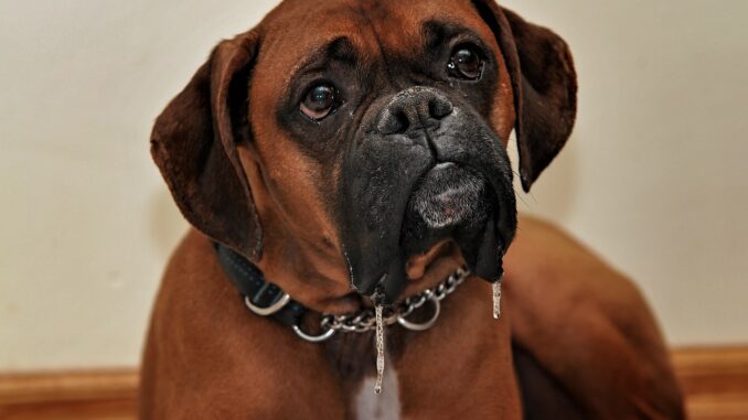 boxer-3993191_1280-1.jpg