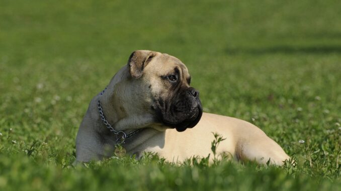 bullmastiff-2062811_1280-2-1.jpg