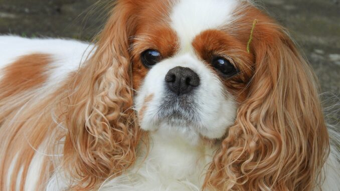 cavalier-king-charles-spaniel-6475338_1280.jpg