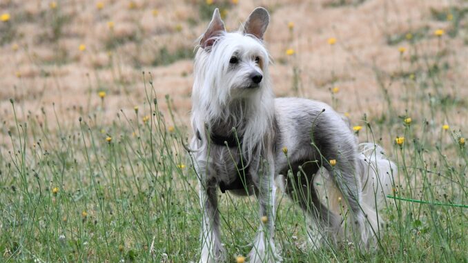 chinese-crested-6494651_1280.jpg