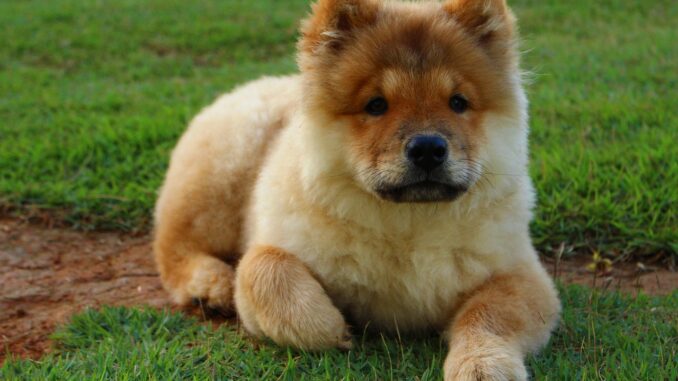 dog-1804690_1280-2.jpg