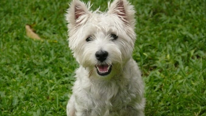 dog-2400814_1280-2.jpg