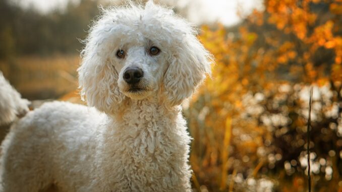 dog-2867014_1280-2.jpg