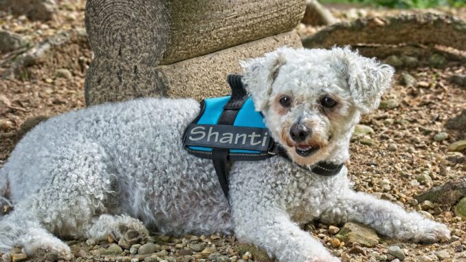 dog-3525656_1280-2.jpg