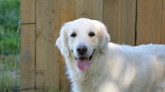 dog-3747022_1280-1.jpg