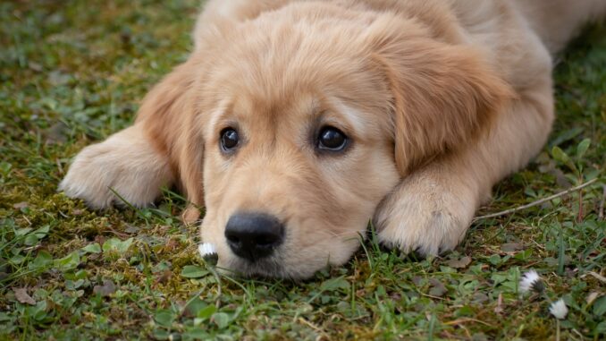 dog-4372036_1280.jpg
