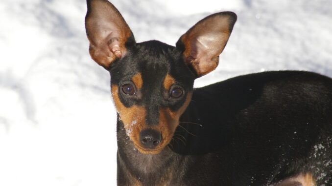 dog-6194482_1280-2.jpg