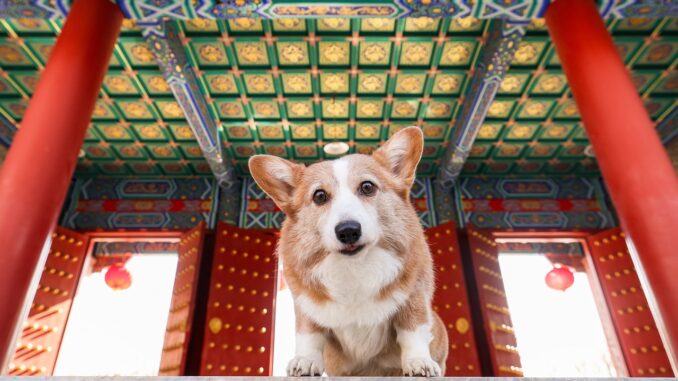 dog-7058194_1280.jpg
