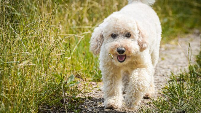 dog-7340560_1280.jpg