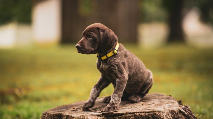 dog-8211885_1280.jpg
