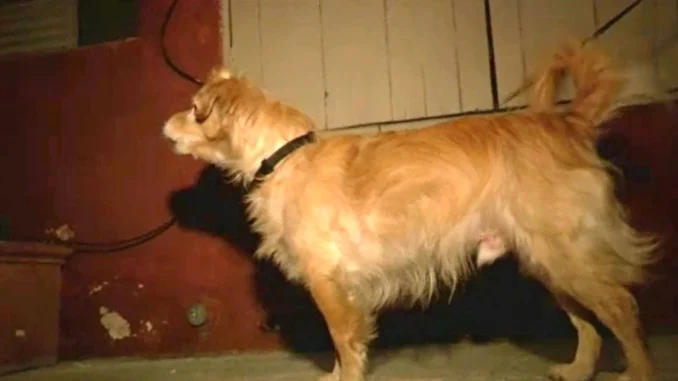 dog-rescued-grabbed-fin.webp.webp