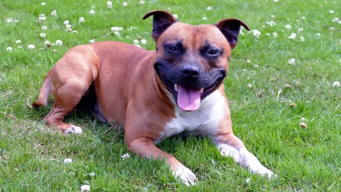 dogs-858924_1280-1-1.jpg
