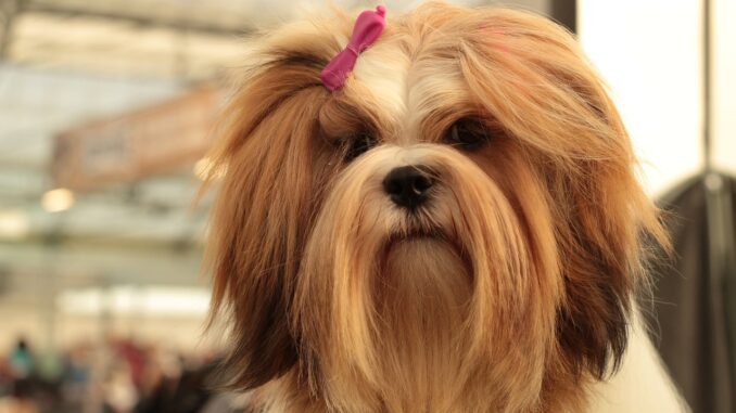 dogshow-3804507_1280-2.jpg