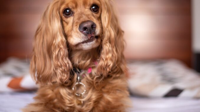 english-cocker-spaniel-5937750_1280-1-1.jpg