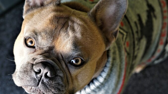 french-bulldog-4646551_1280.jpg