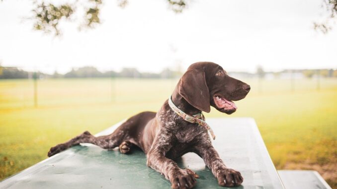 german-shorthaired-pointer-8152445_1280-1-1.jpg