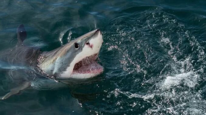 great-white-shark-3.jpg