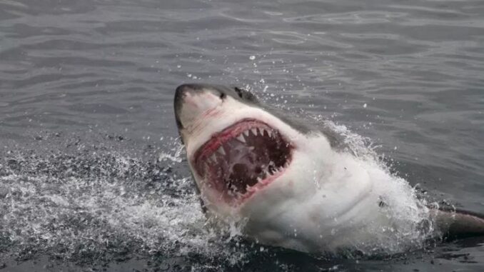 great-white-shark-4.jpg