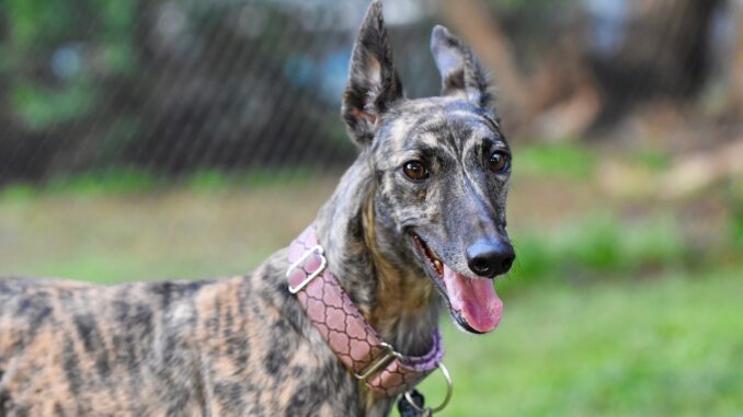 greyhound-4880292_1280.jpg