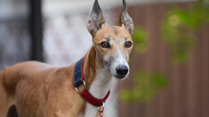 greyhound-4880300_1280-1.jpg