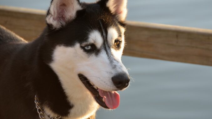 husky-1651984_1280.jpg