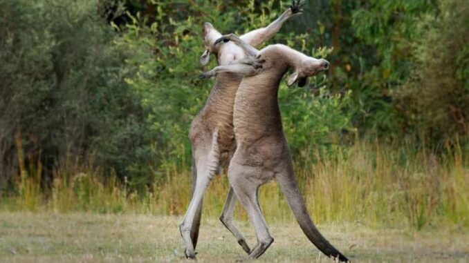 kangaroo-fight.jpg