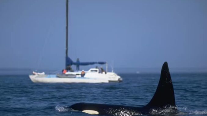 killer-whales-attacks-heavy-metal-music-5072050.jpg