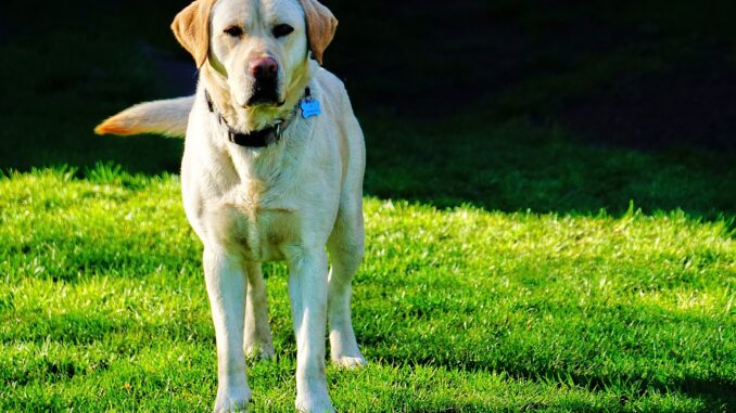 labrador-retriever-6244939_1280-1.jpg