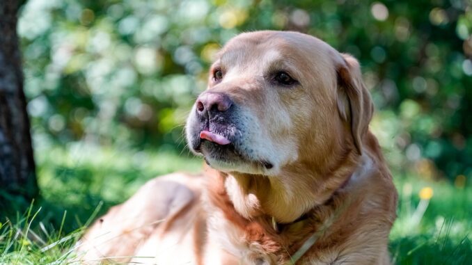 labrador-retriever-8311502_1280.jpg