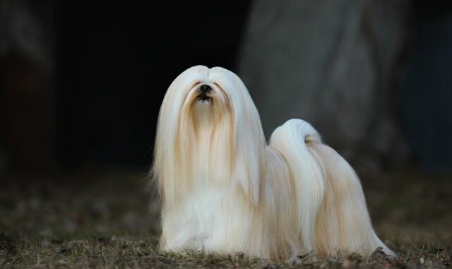 lhasa-apso-1-1.jpg