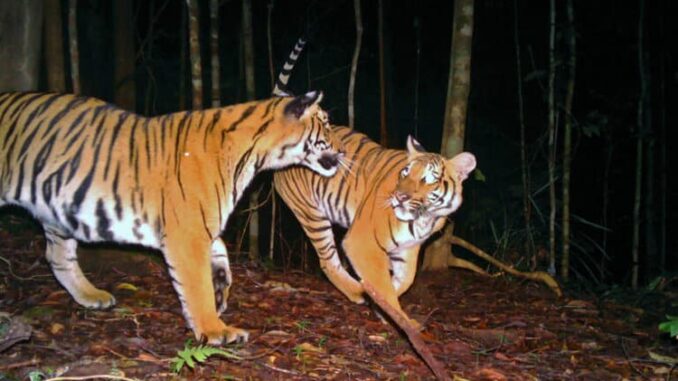 malayan-tigers-768x512-1.jpg