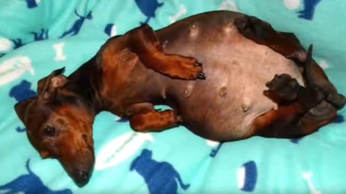 maria-dachshund-pregnant-featuredimage.webp.webp