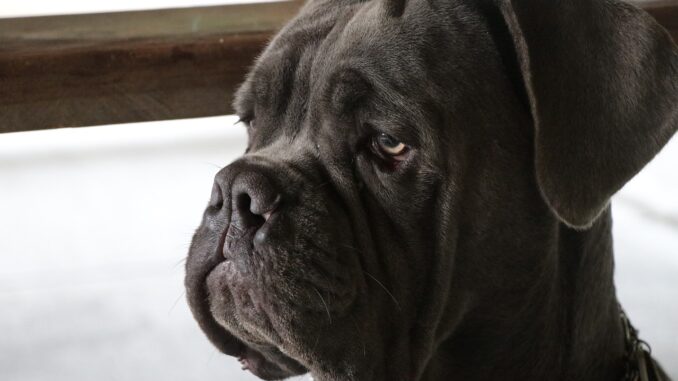 mastiff-4524721_1280-2.jpg