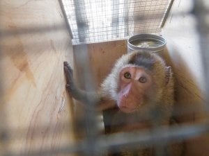 monkey-confined-to-shipping-crate-300x225.jpg